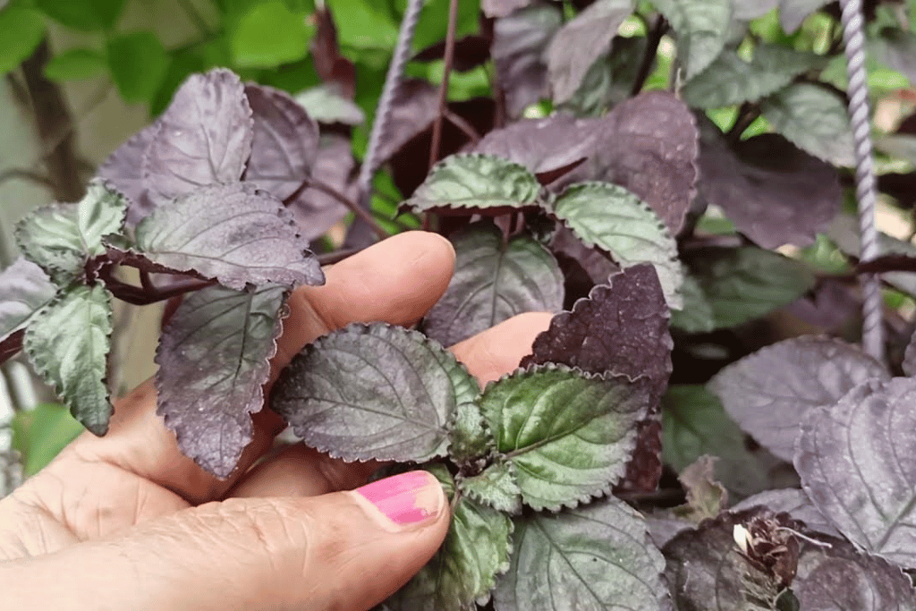 Purple Waffle Plant Propagation