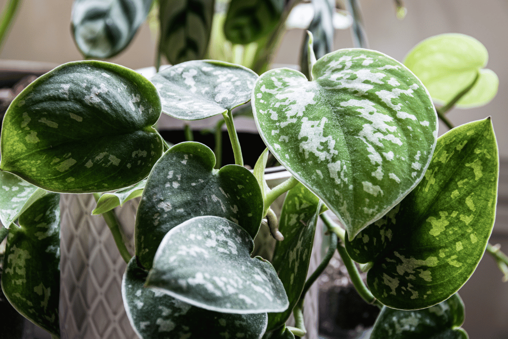 Silver Money Plant