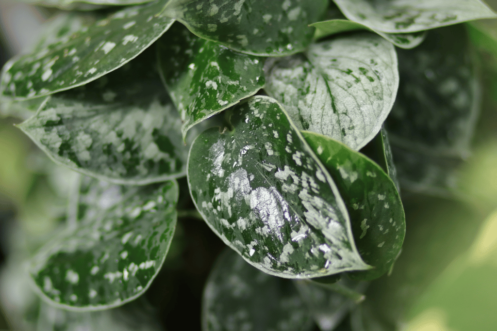 Silvery Ann Pothos