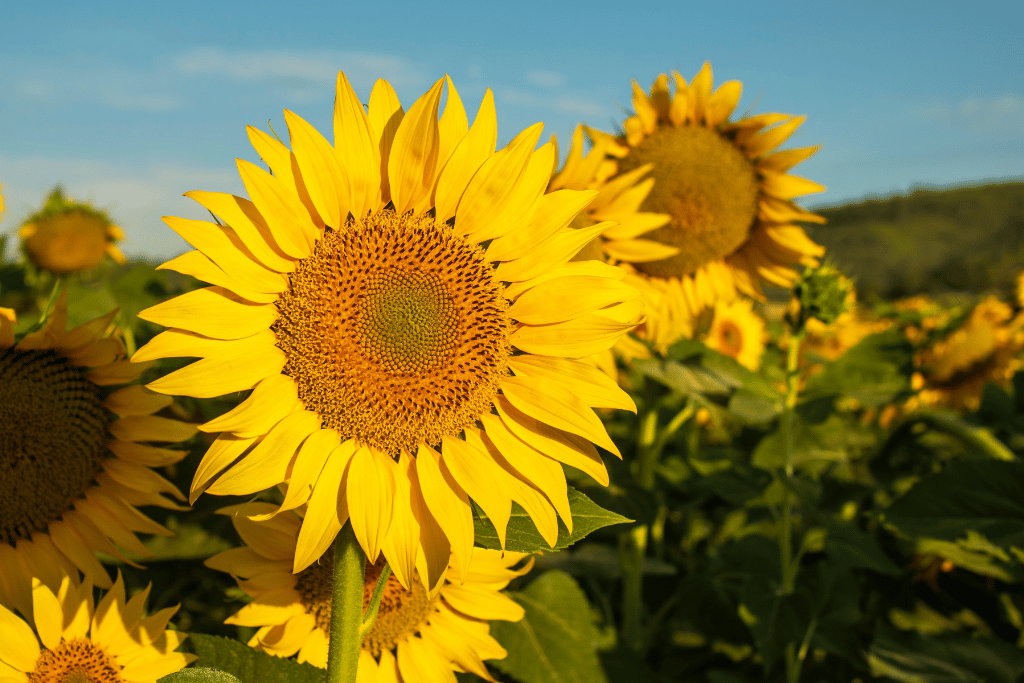 sunflower