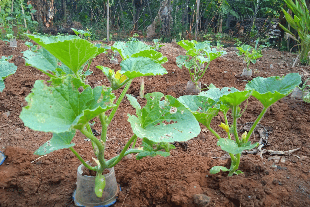 Watermelon Plant Spacing