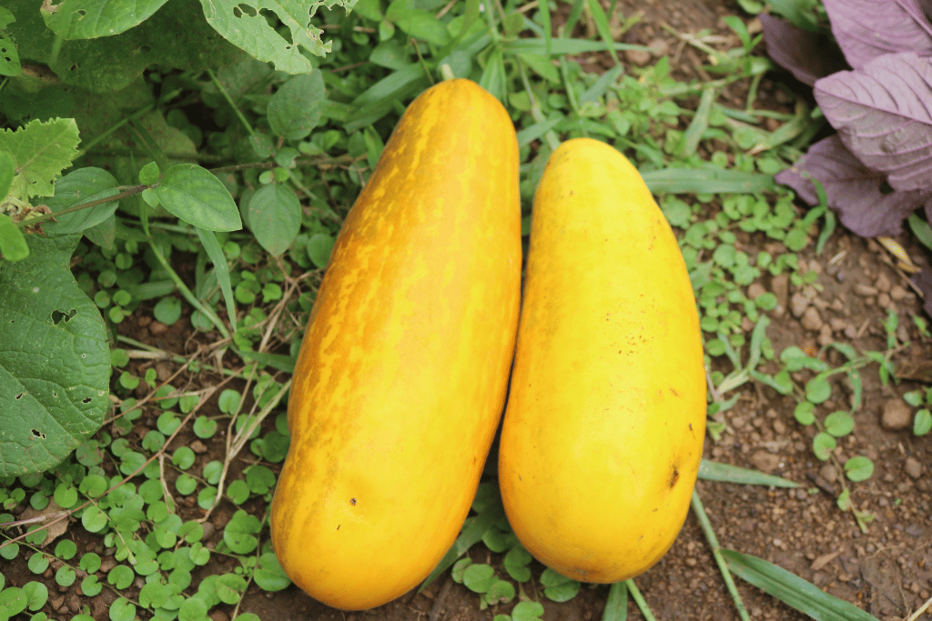 What Are Yellow Cucumbers