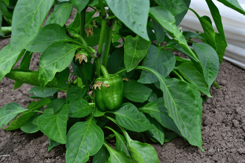 Why Do Bell Peppers Need a Trellis