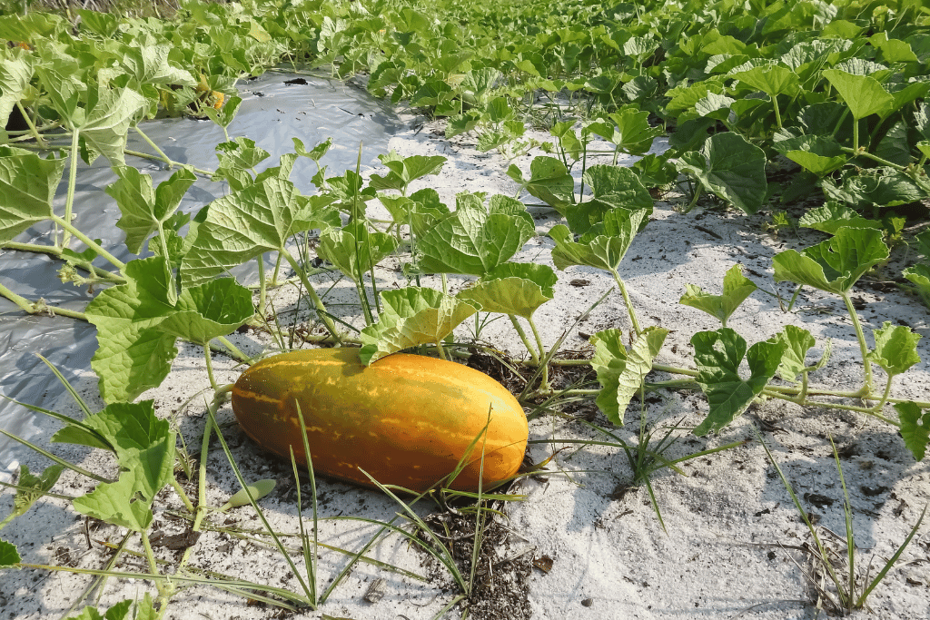 Yellow Cucumber 