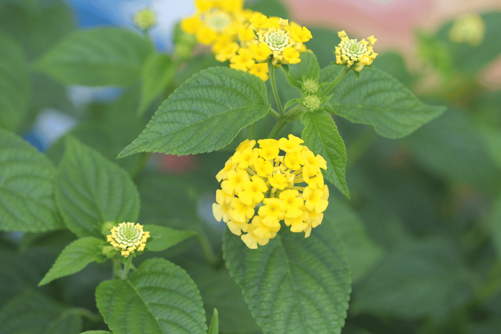 Yellow Lantana