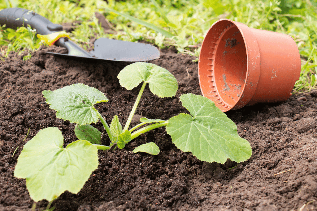 Zucchini Plants