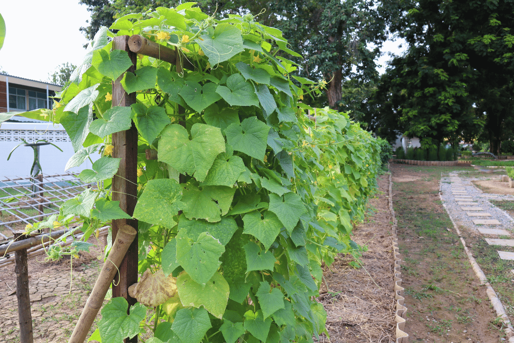 Zucchini Trellis