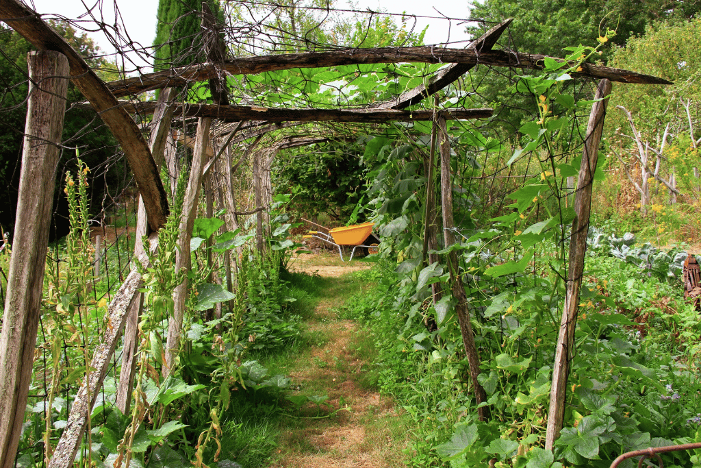 Zucchini Trellising