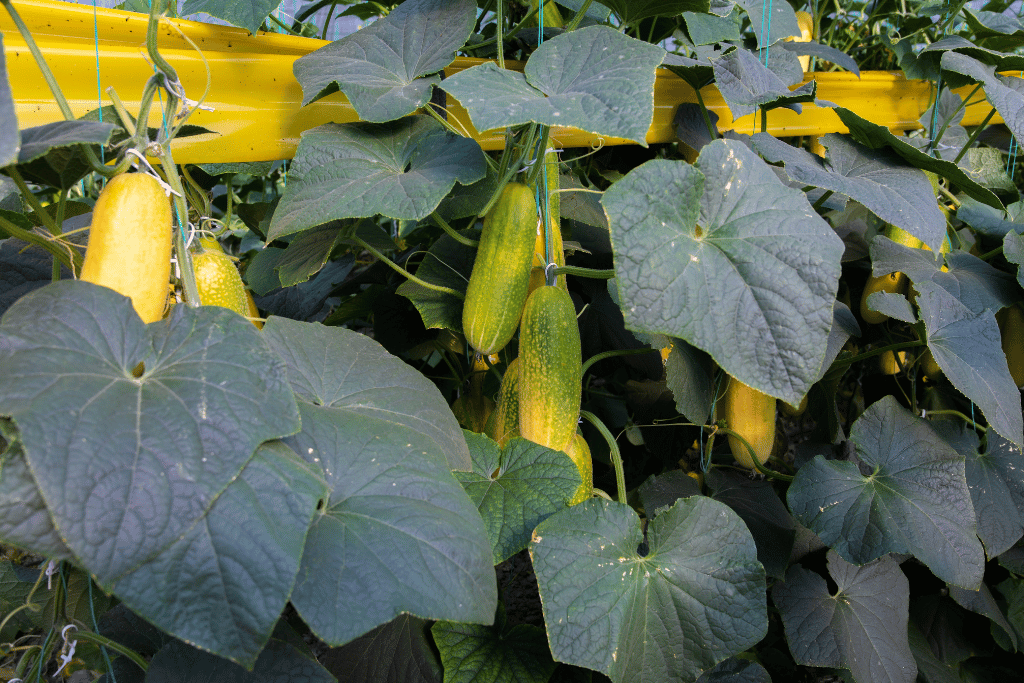 can you eat yellow cucumbers