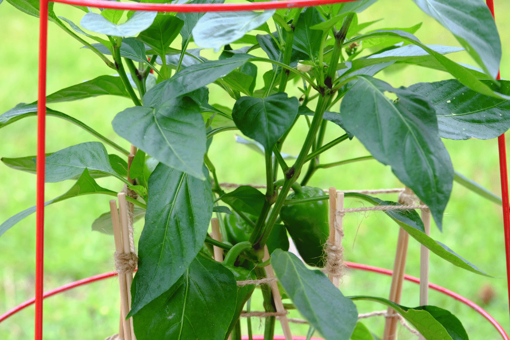 do peppers need a trellis