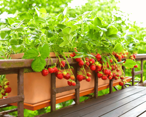 do strawberries need a trellis