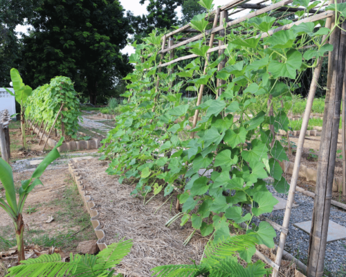 does zucchini need a trellis