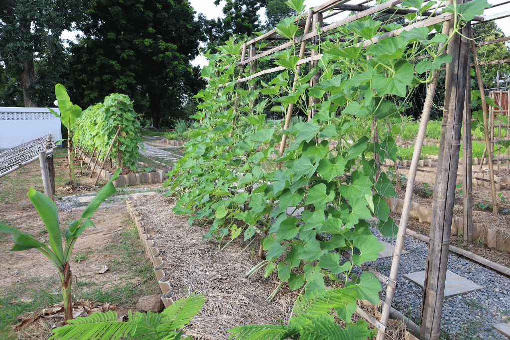 does zucchini need a trellis