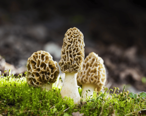 how fast do morels grow