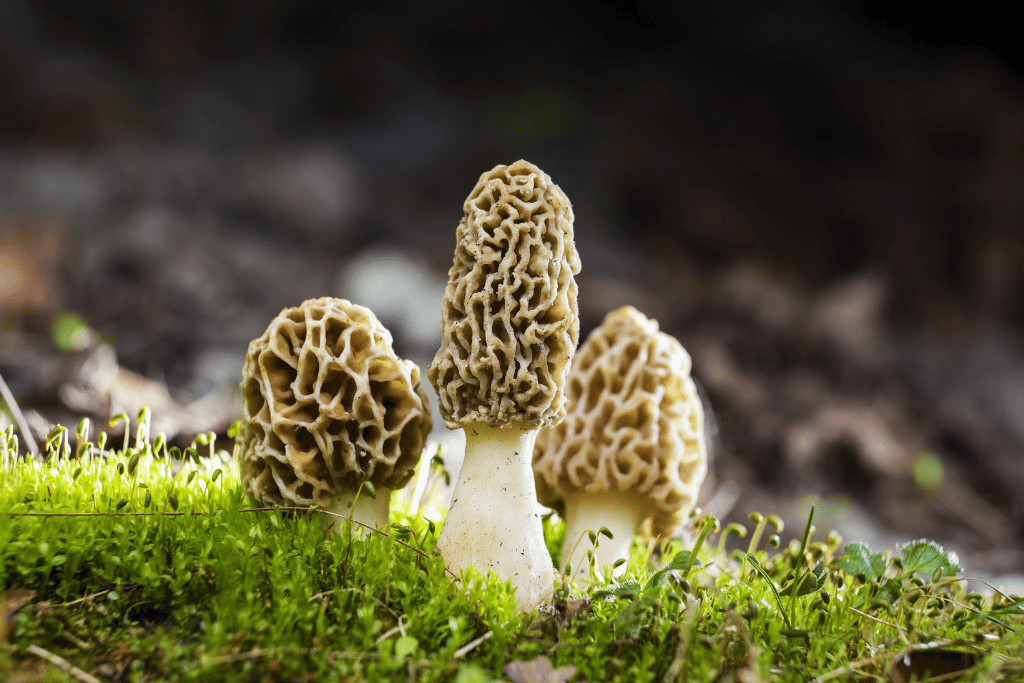 how fast do morels grow