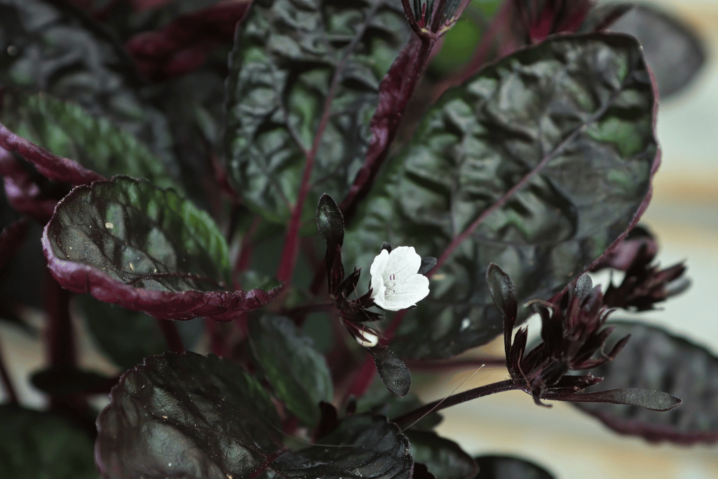 purple waffle plant care indoors