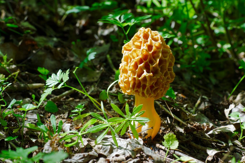 How Much Can Morels Grow Within A Day