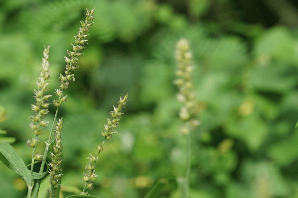 types of stickers in grass