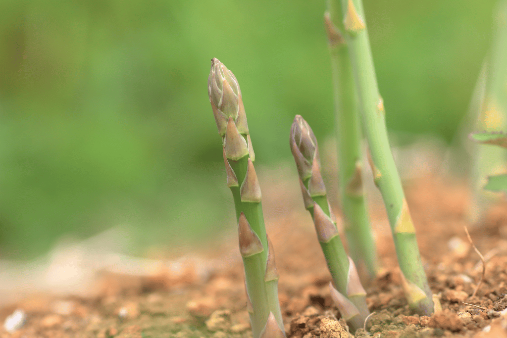 Asparagus