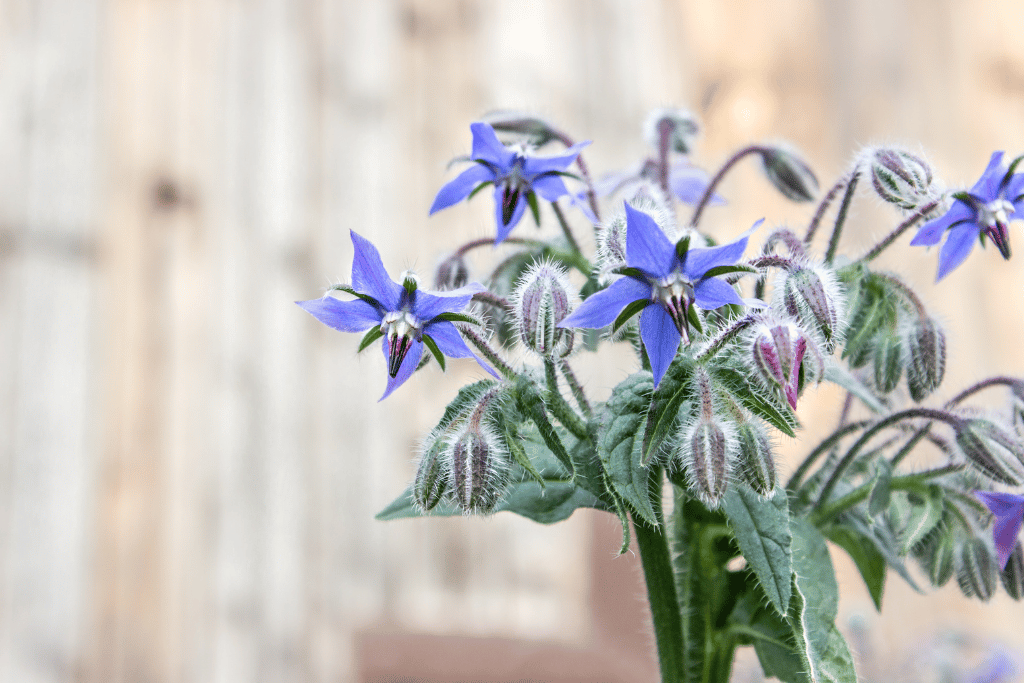 Borage