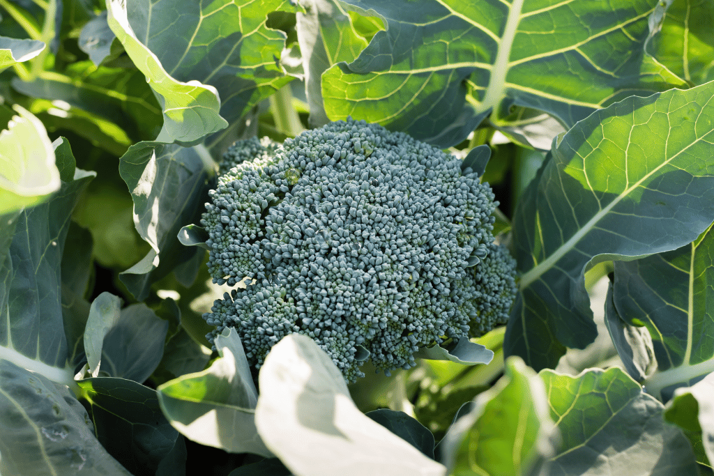 Broccoli Rosemary 