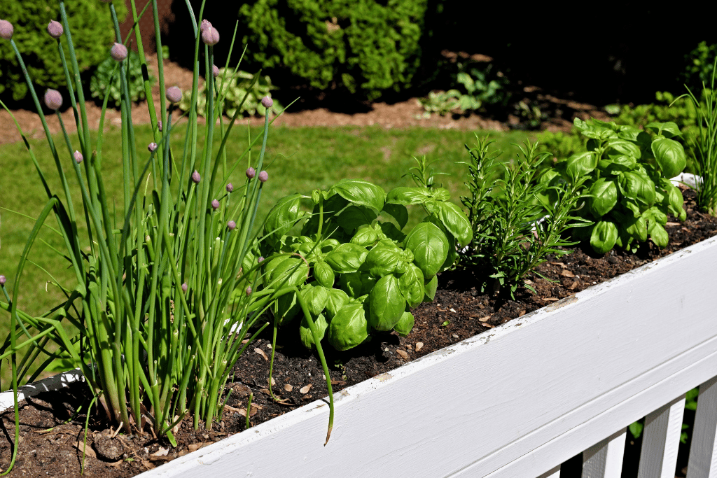 Chives Rosemary