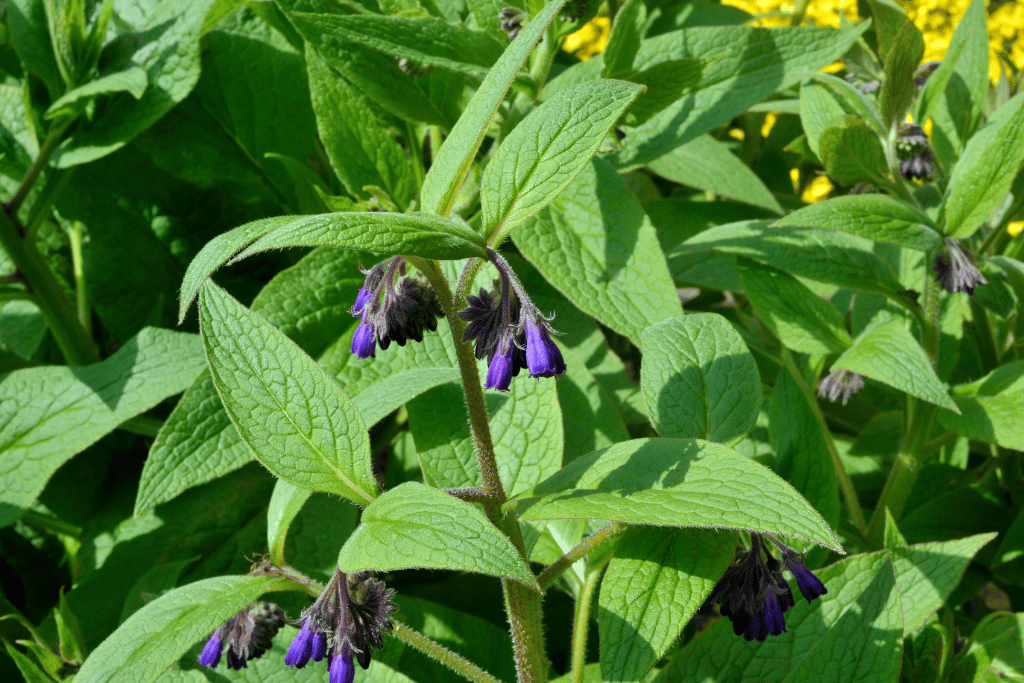 Comfrey