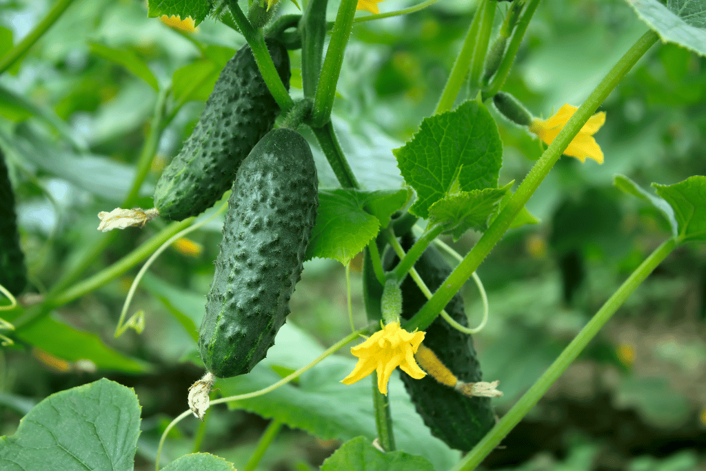 Cucumbers