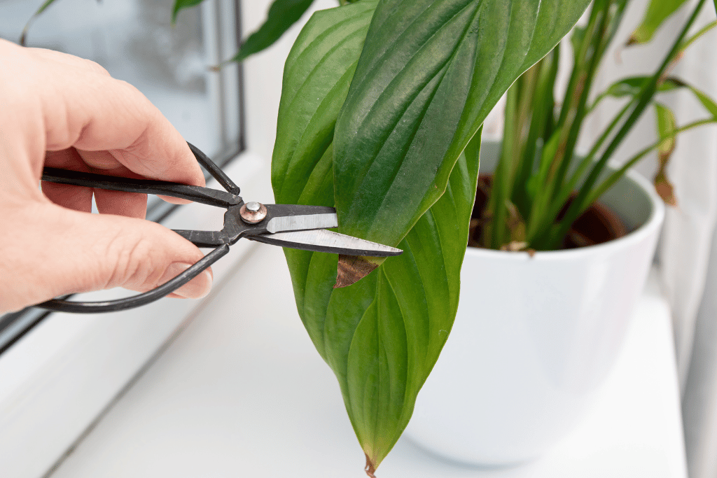 Cut The Brown Leaves On My Peace Lily