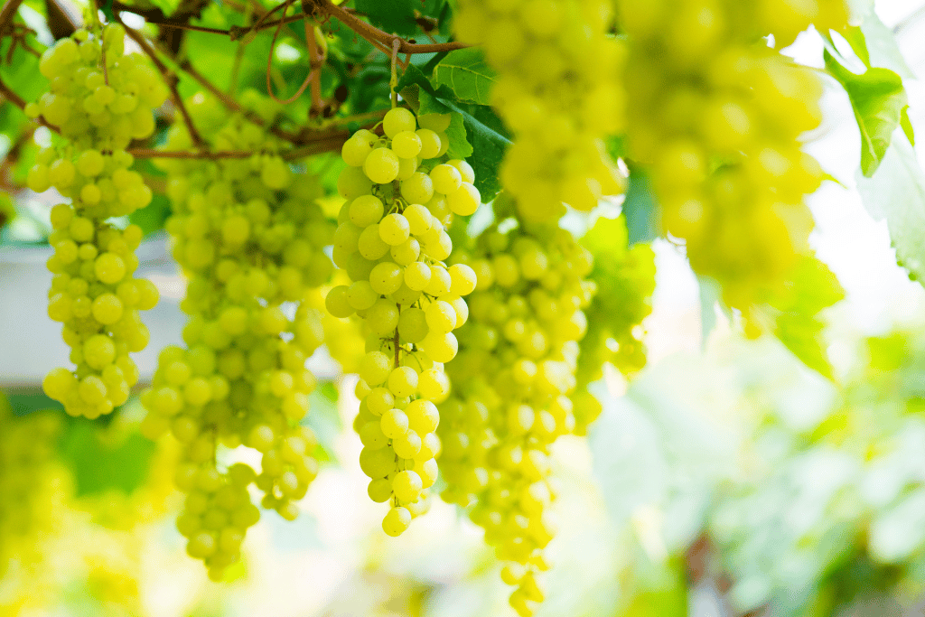 Grape Companion Planting