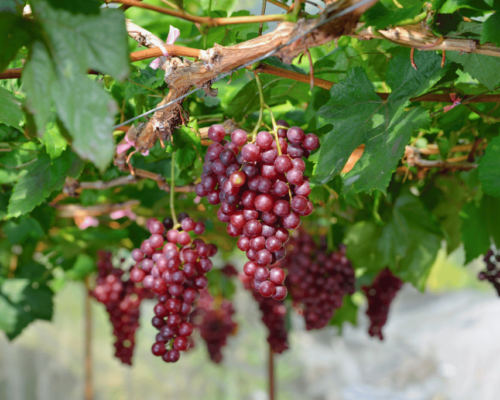 Grape Companion Plants