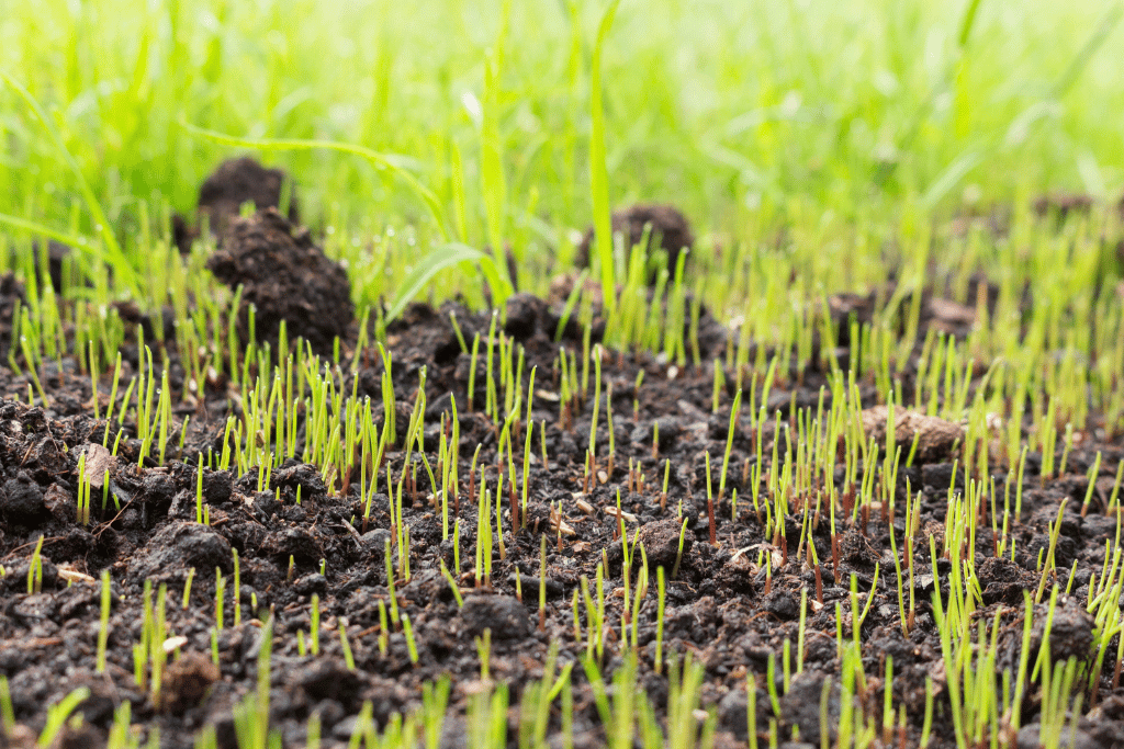 Grass seeds growing