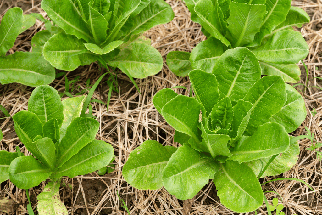 Harvesting Process