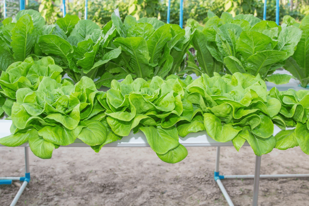 Harvesting Tips Romaine Lettuce 