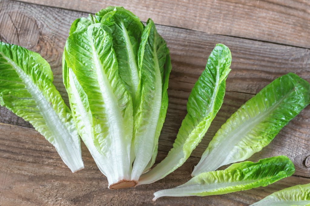 Important to Harvest Romaine Lettuce 