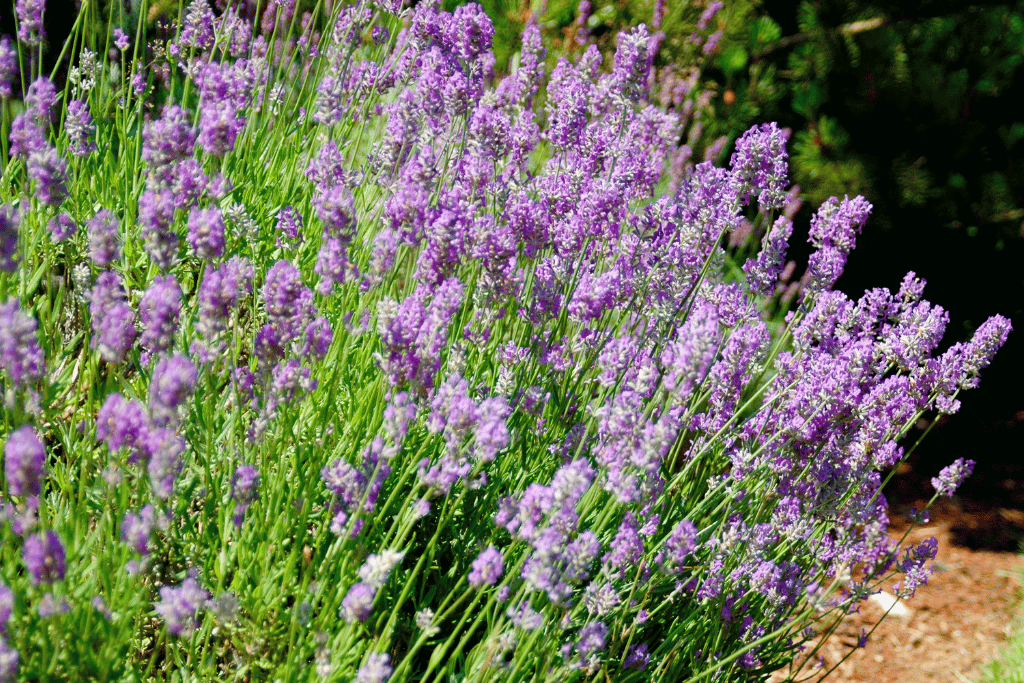 Lavender