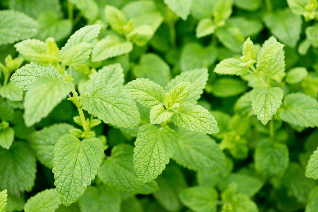 Lemon Balm