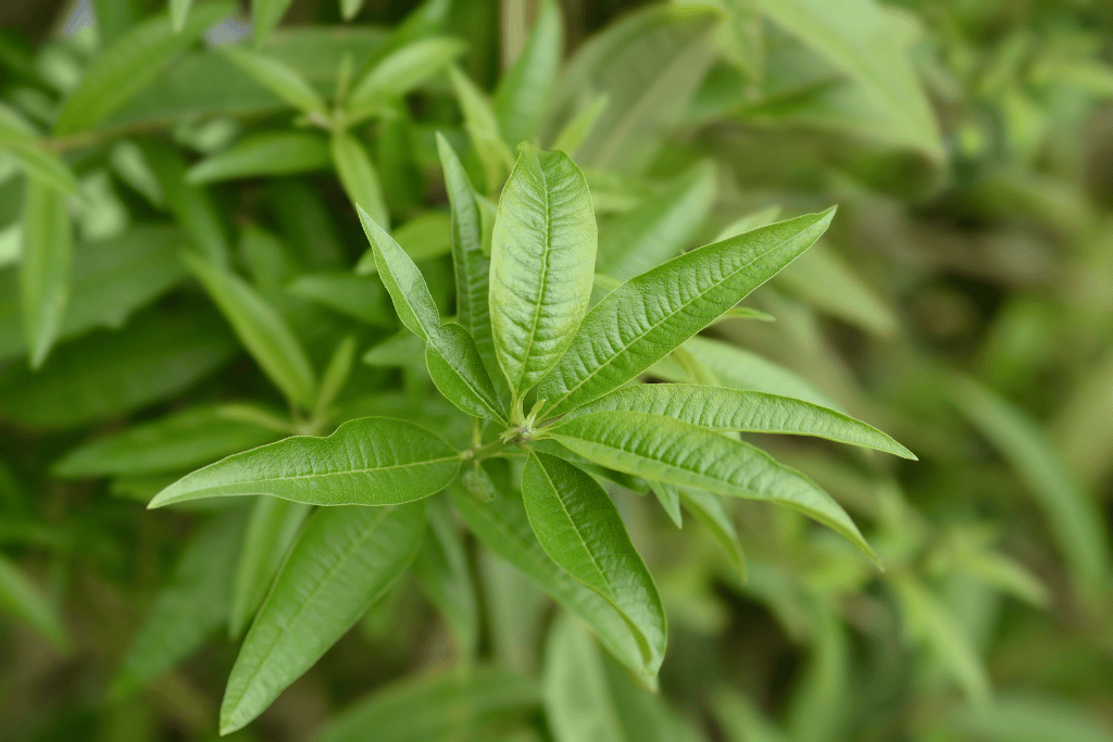 Lemon Verbena