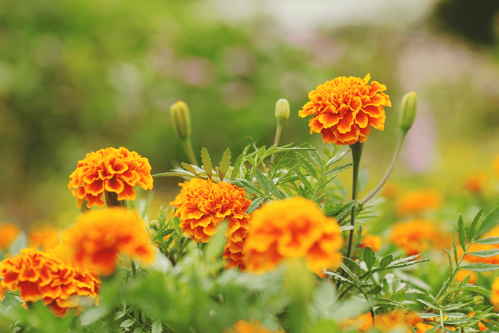 Marigolds