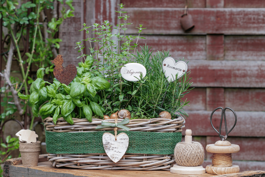 Marjoram Rosemary