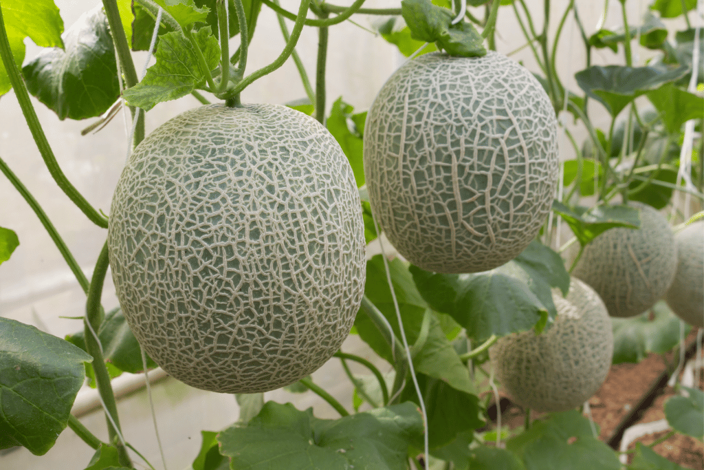 Melons