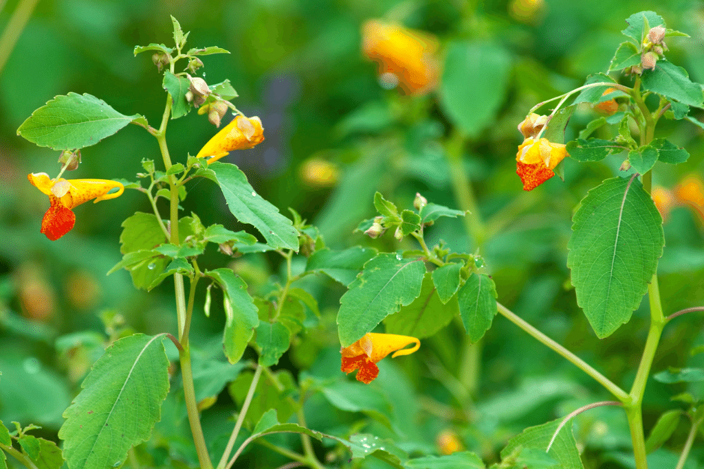 Naturally Repel Poison Ivy