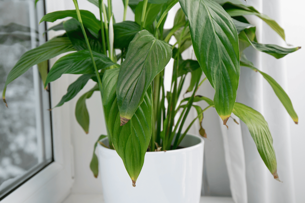 Peace Lily Brown Leaves