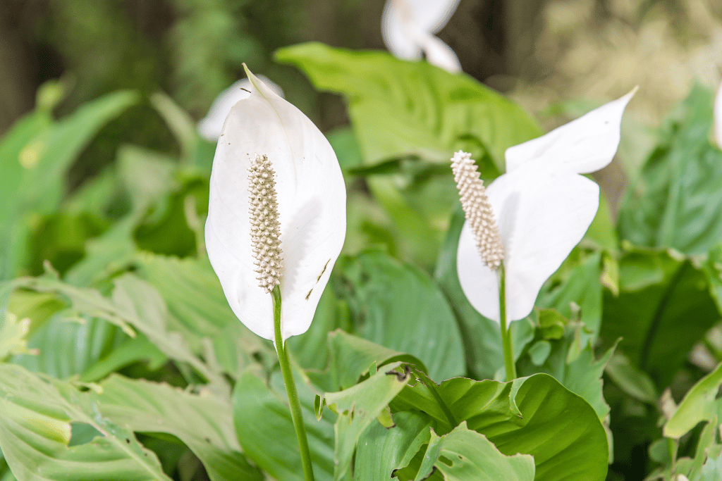 Peace Lily Foliage