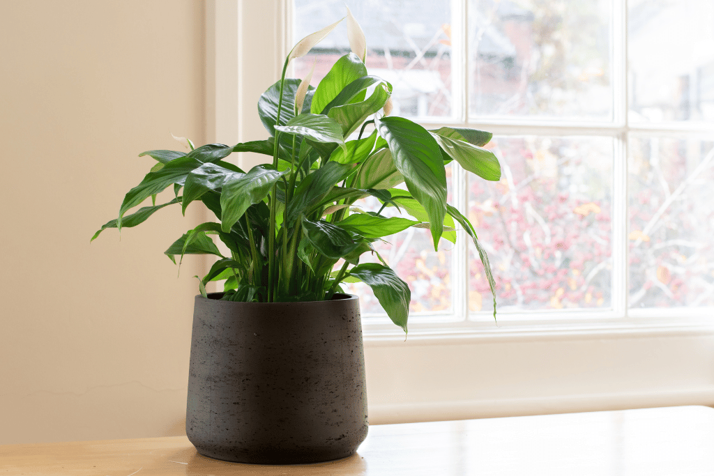 Peace Lily Propagation