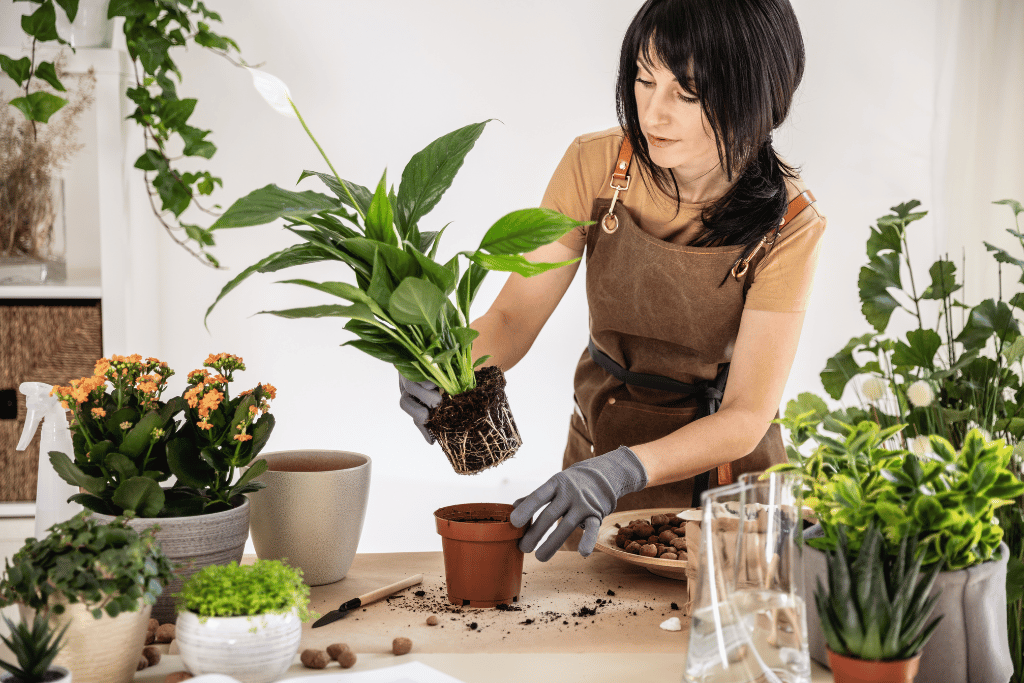 Peace Lily Turning Brown