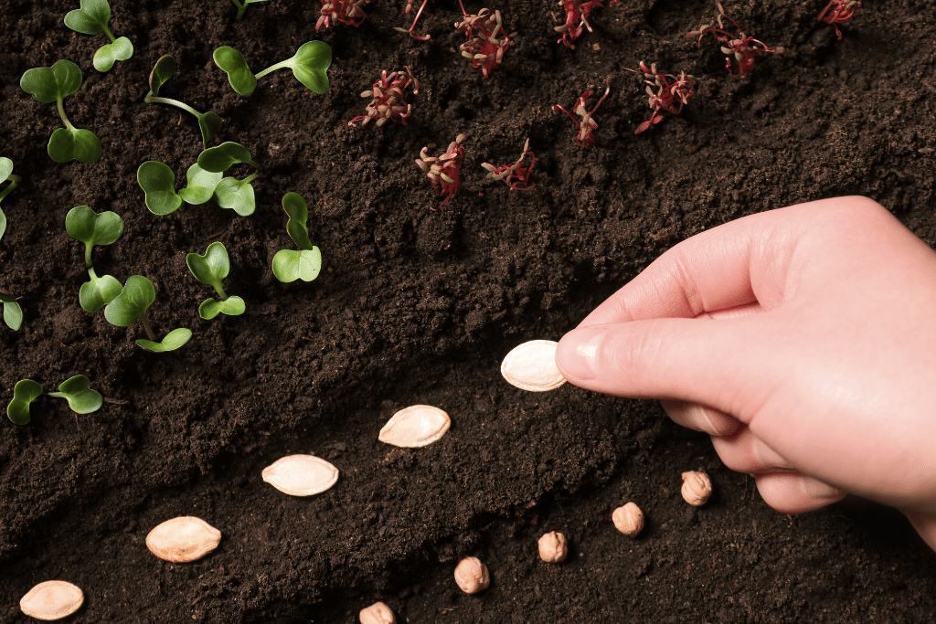 Planting Pumpkin Seeds