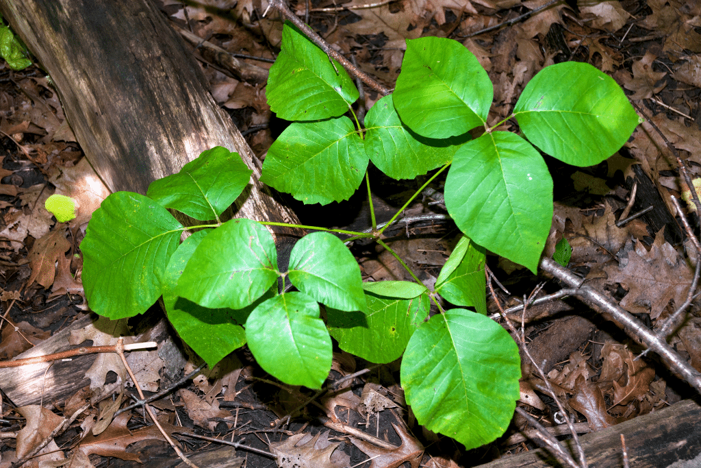 Poison Ivy