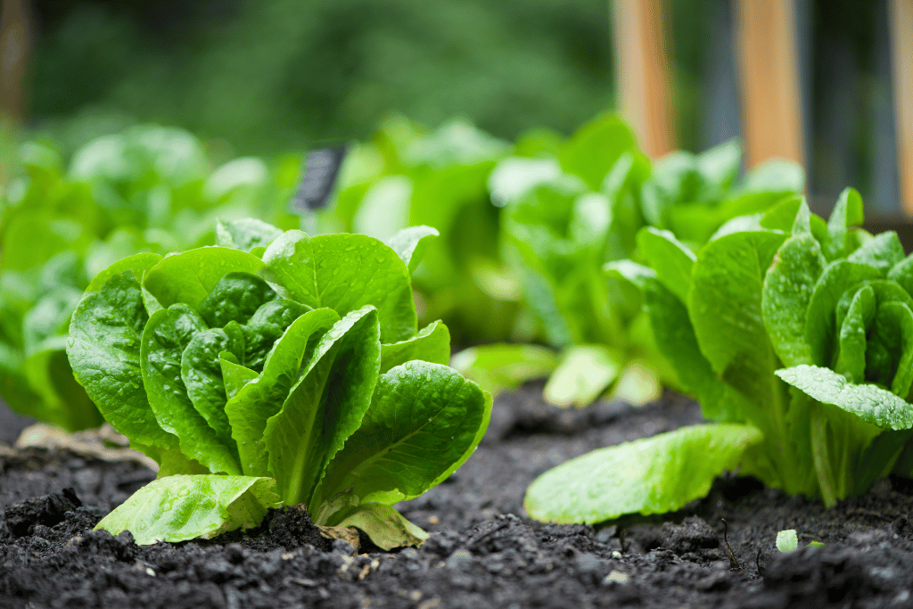 Pre-Harvest Preparation Phase of a Romaine Lettuce