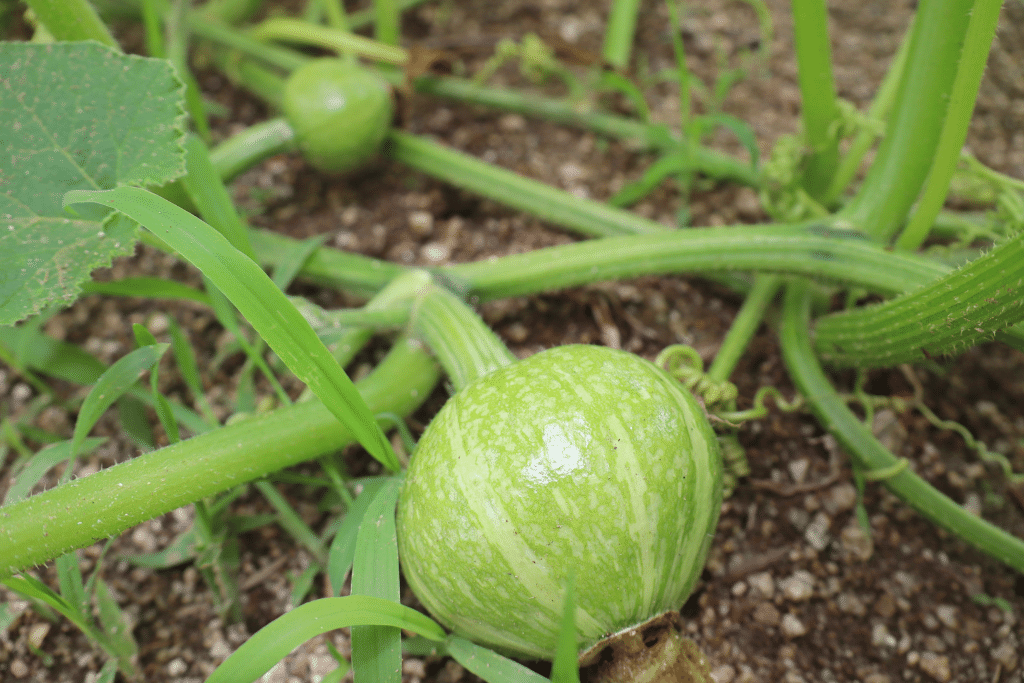 Pumpkin Development